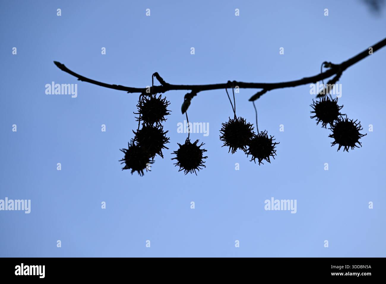 Früchte von amerikanischem süßem Kaugummi. Flüssige styraciflua-Früchte im alten botanischen Garten in Hamburg. Stockfoto