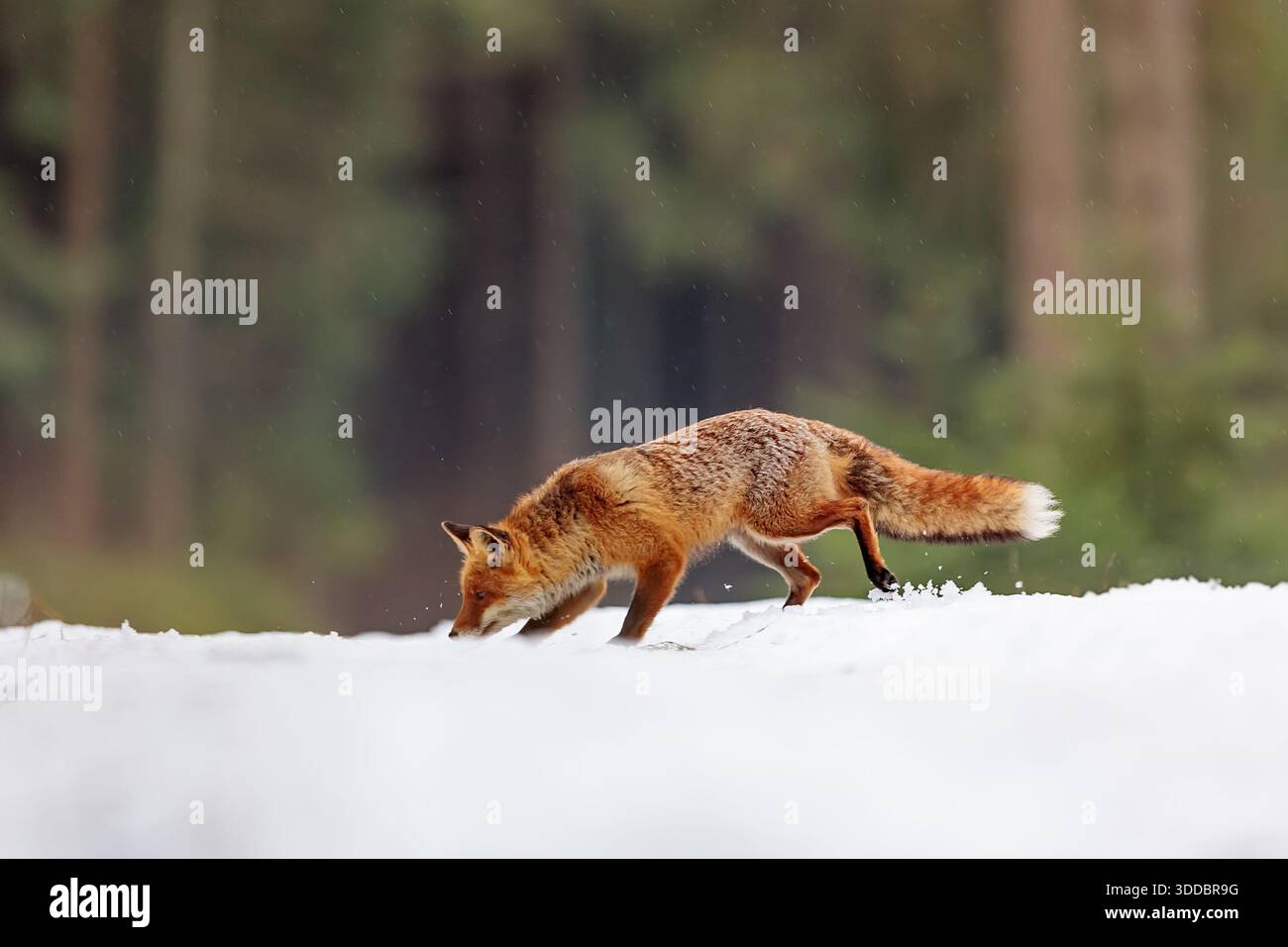 Lassen Sie Rotfuchs (Vulpes vulpes) nach Fußspuren im Schnee schnüffeln Stockfoto