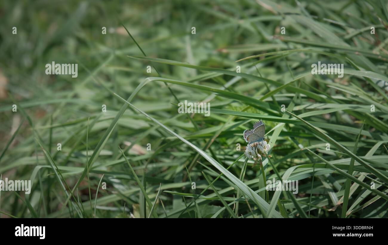 Schmetterling mit gerissenem Flügel sammelt weiterhin Pollen Stockfoto