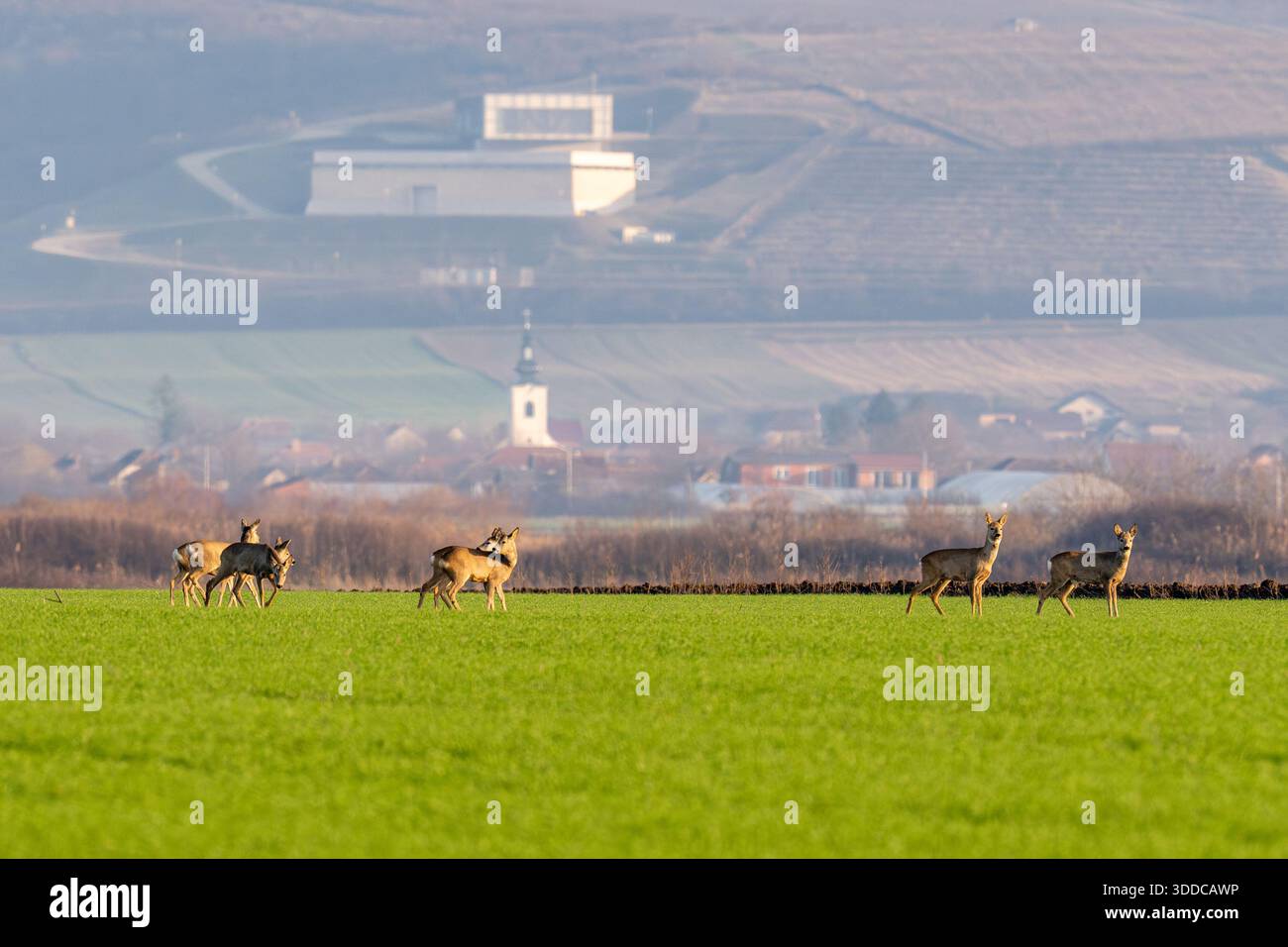Eine Gruppe wilder Rehe weidet und steht auf einem lebendigen grünen Ackerfeld in der Westrumänischen Ebene, mit einer ländlichen Dorfkirche und Mod Stockfoto