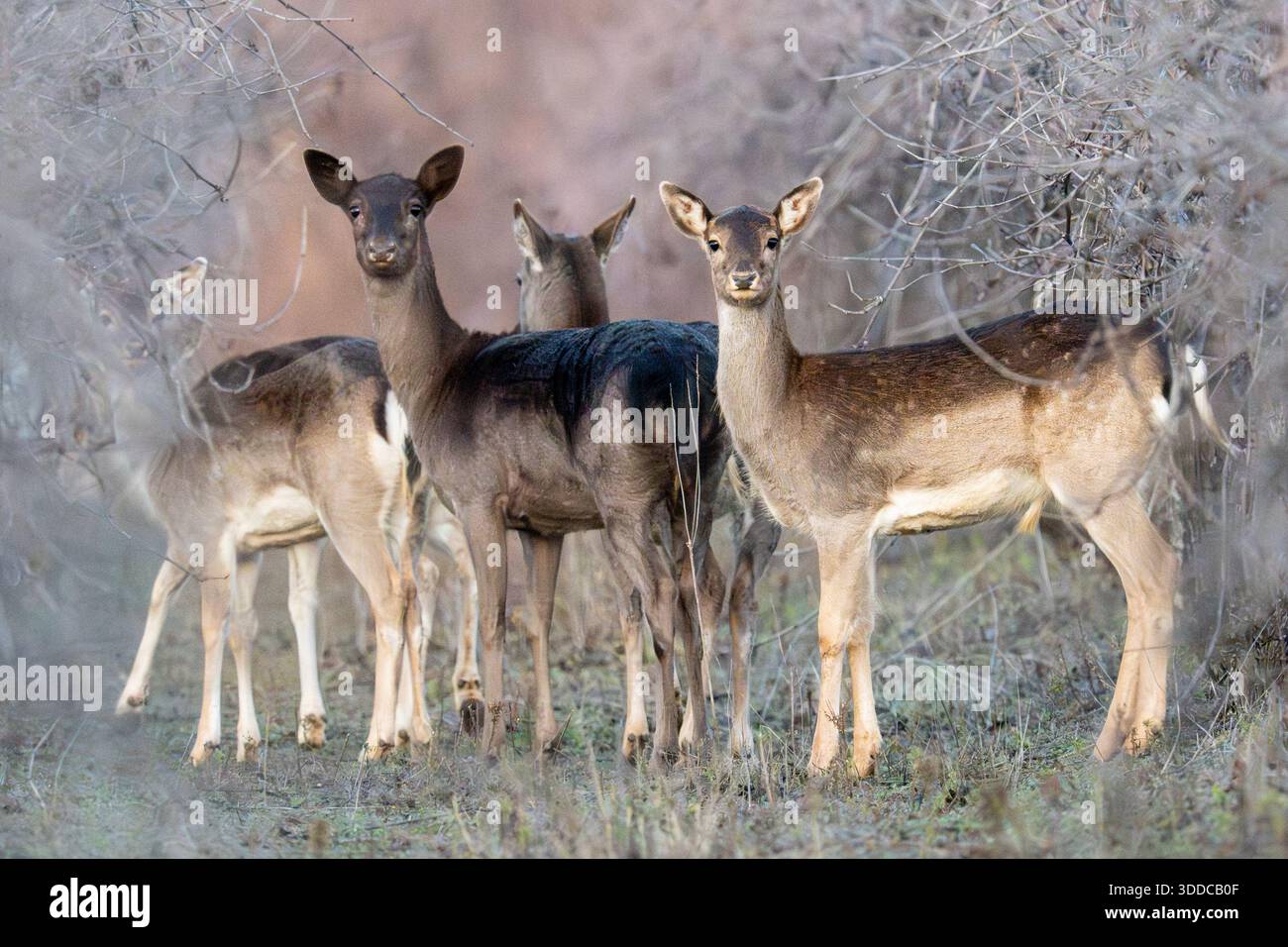 Eine Gruppe wilder Damhirsche (Dama dama) warnt und blickt auf die Kamera in ihrem natürlichen Lebensraum in der Westrumänischen Tiefebene, die während der da gefangen wurde Stockfoto