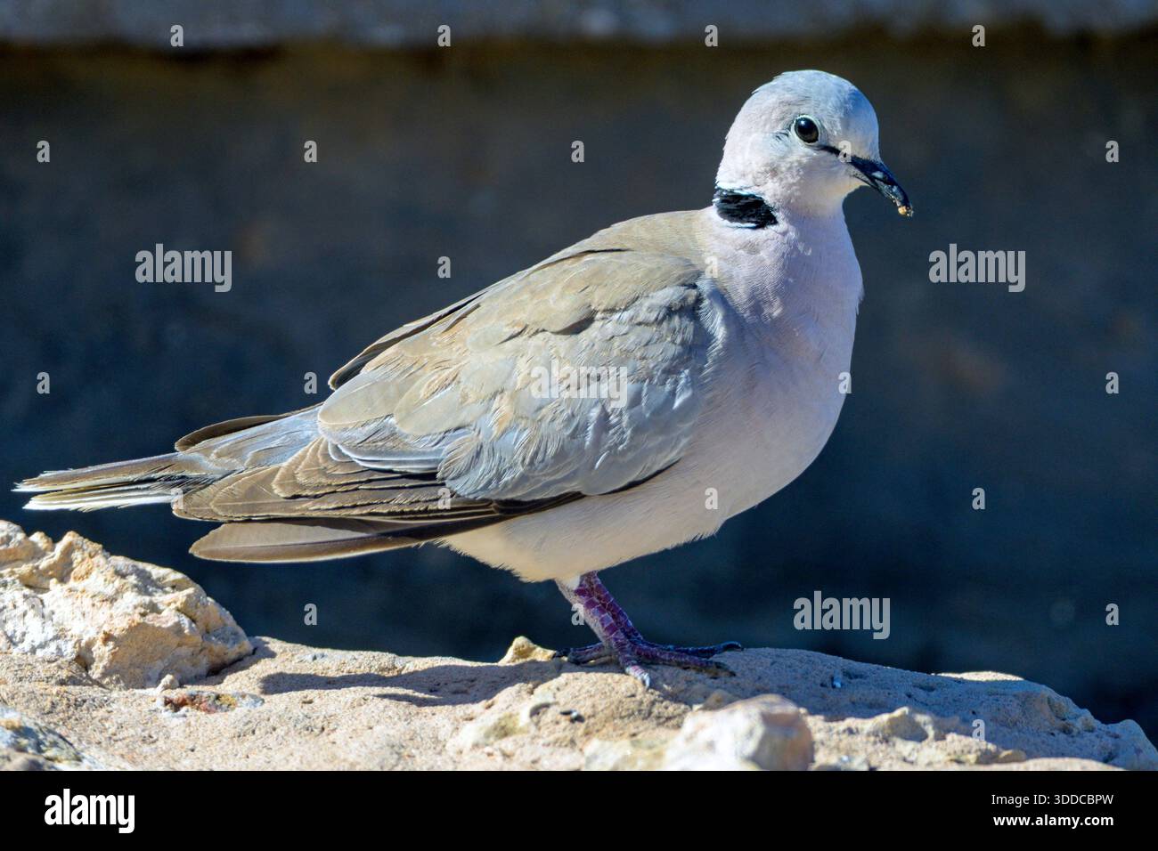 Ringtaube (Streptopelia capicola) aus Kgalagadi Transfrontier Park, Südafrika. Stockfoto