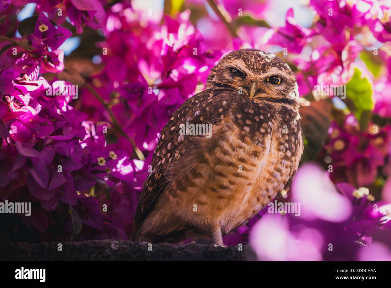 Grabungulle (Athene cunicularia) an einer Betonwand mit Bougainvillea-Blüten im Hintergrund. Alto Paraiso, Goias Brasilien Stockfoto