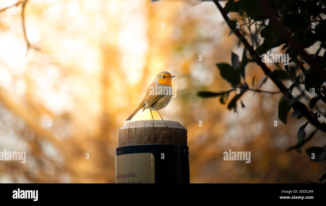 Ein winziges Herz aus Rot gegen das Morgenlicht. Stockfoto