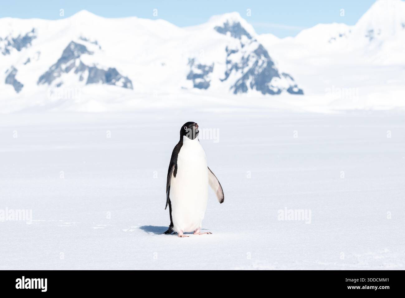 Adelie Pinguin im Schnee vor den antarktischen Bergen Stockfoto