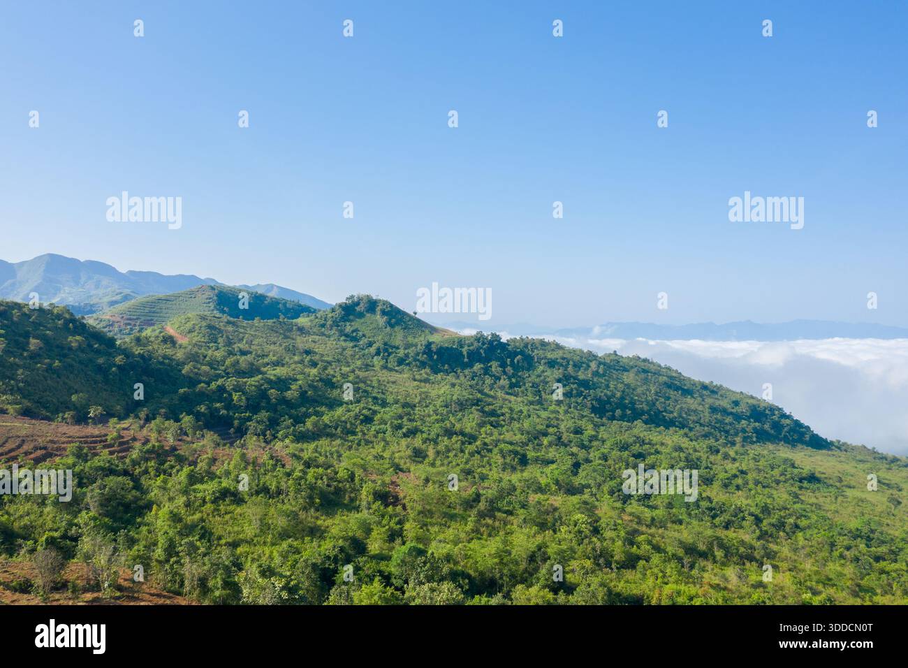 Ein lebhafter grüner Kamm erhebt sich über einem Meer aus weißen Wolken in Dien Bien, Vietnam. Klarer blauer Himmel und weit entfernte Gipfel schaffen eine frische, offene Landschaft mit klarem Morgenlicht. Stockfoto