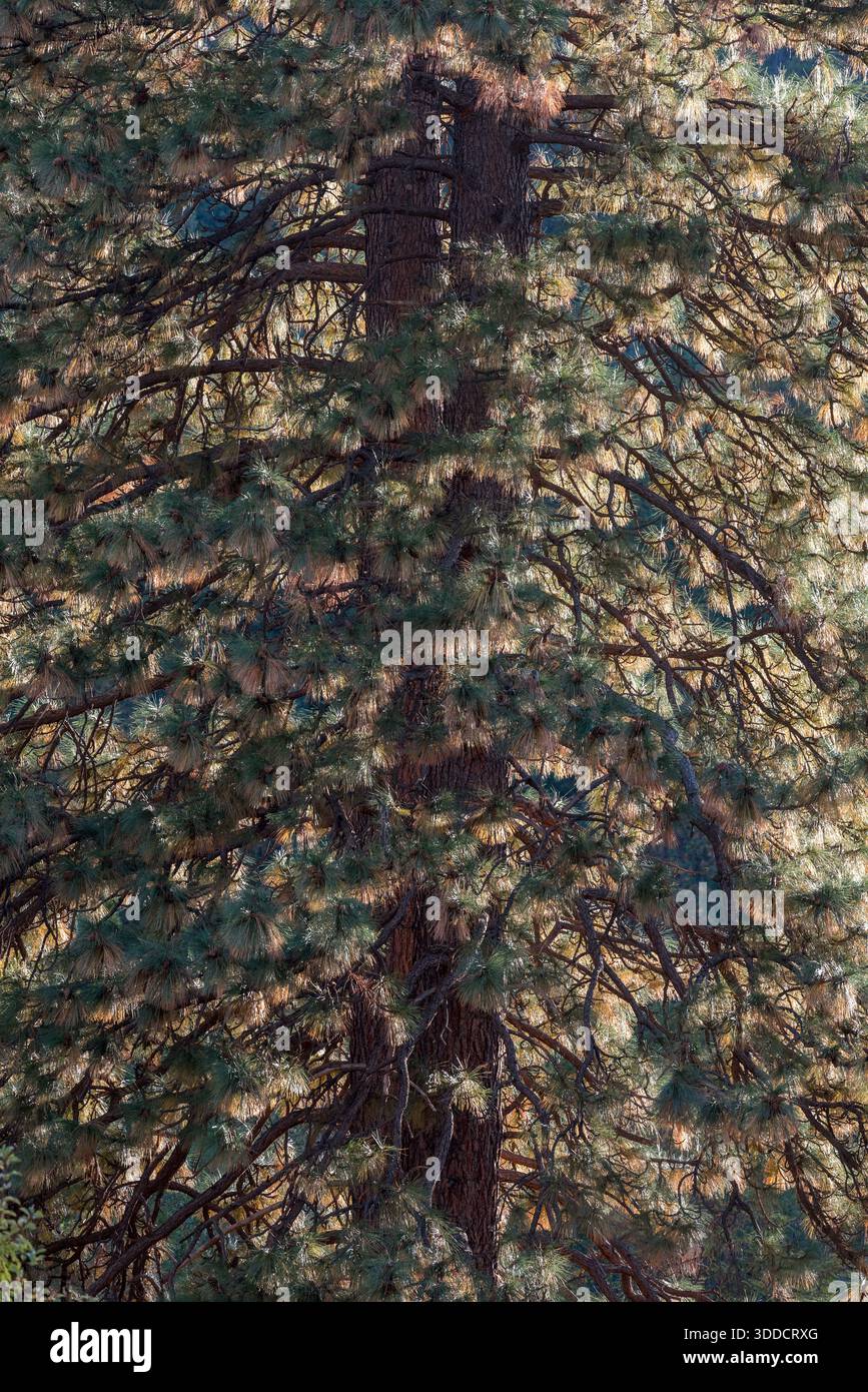 Ponderosa-Kiefer, Stockfoto