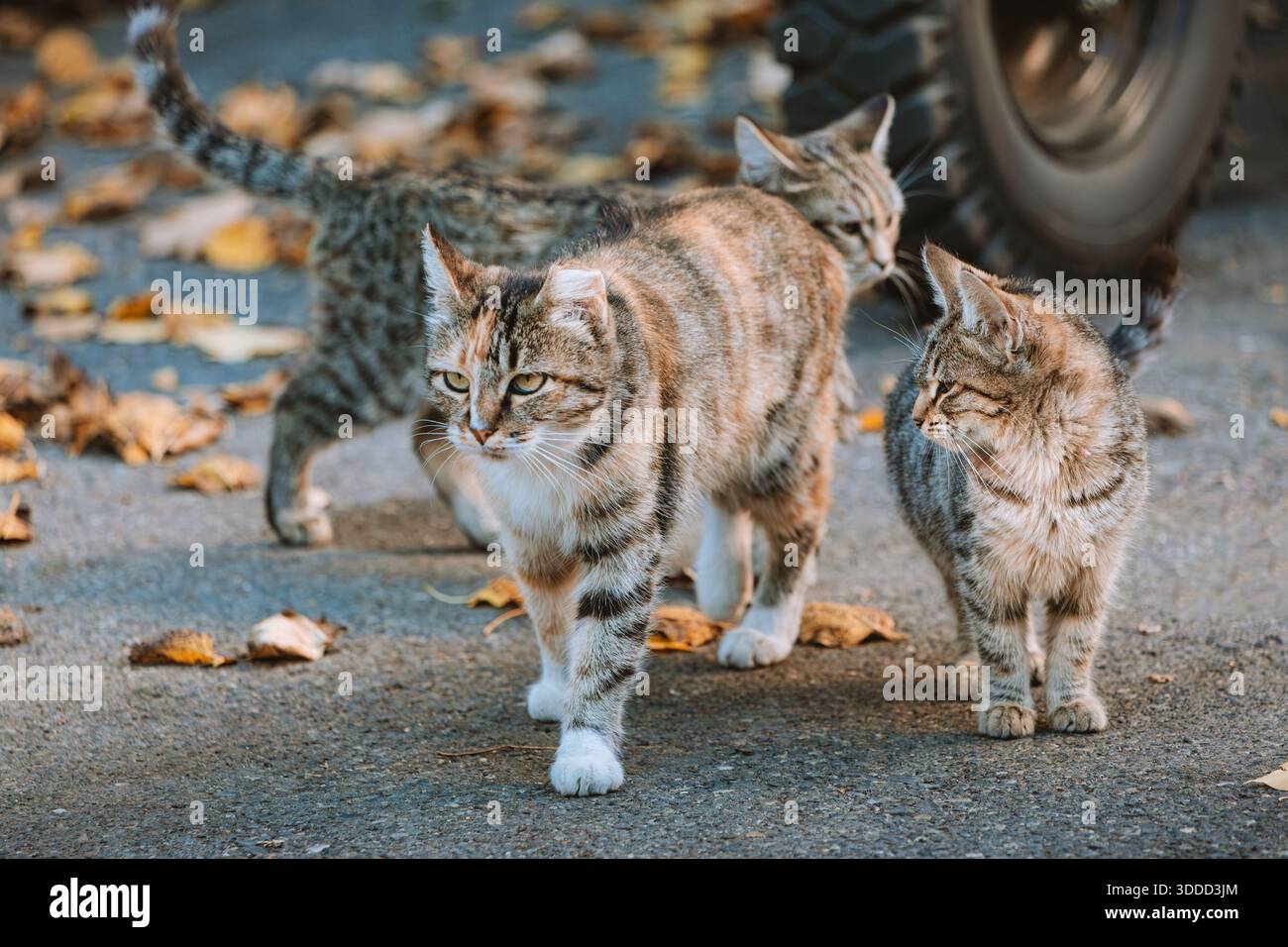 Drei häusliche Tabbykatzen auf einer gepflasterten Straße mit herabfallenden Herbstblättern. Tierschutz und Haustier-Konzept Stockfoto