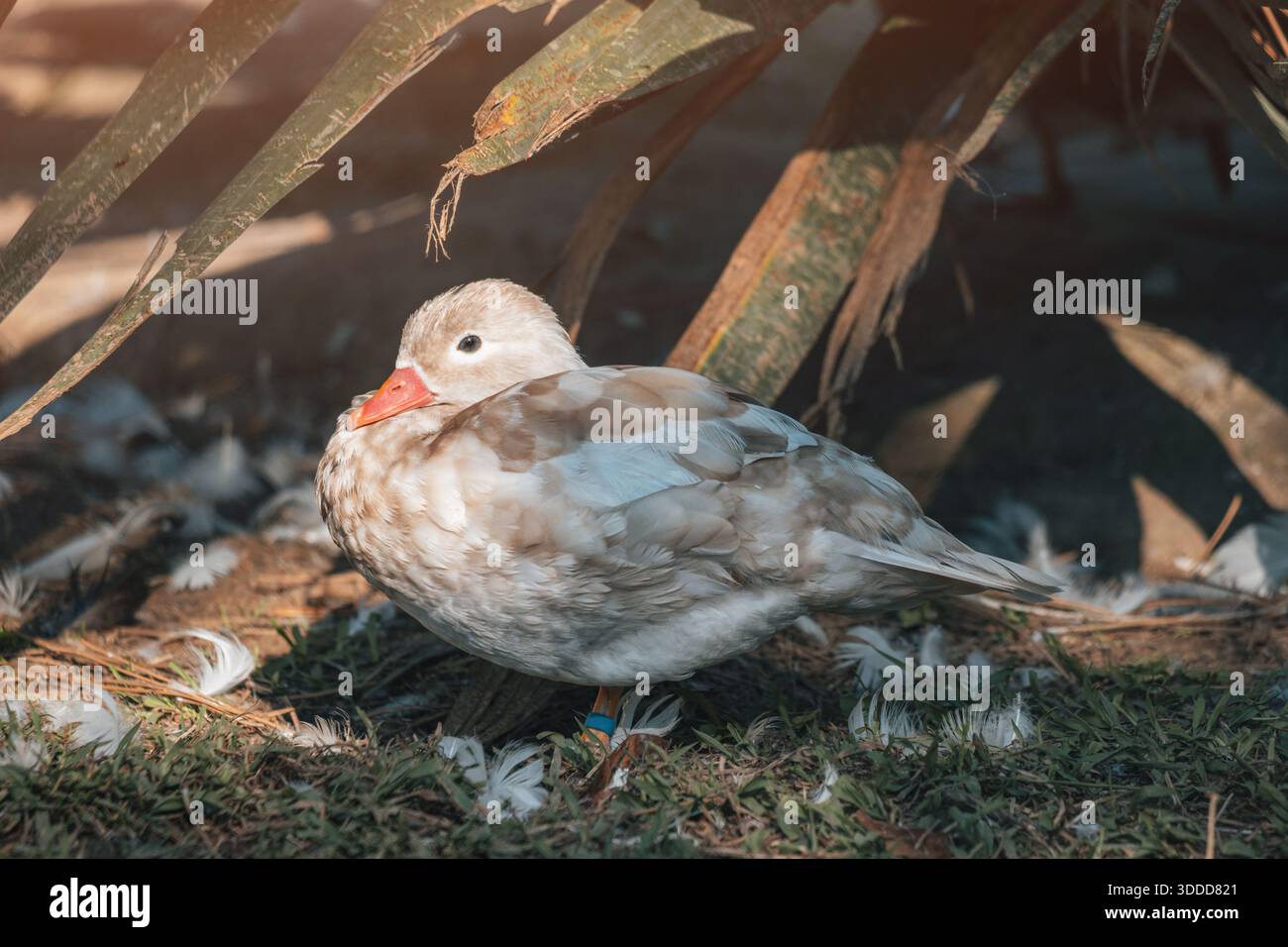 Weiße Mandarinenente mit orangefarbenem Schnabel auf dem Boden, umgeben von weißen Federn und grünem Gras unter warmem Sonnenlicht Stockfoto