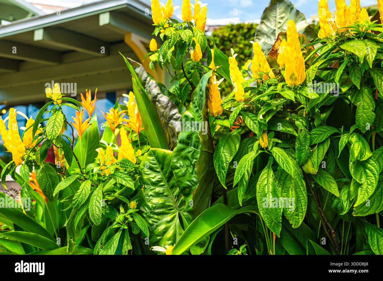 Pachystachys lutea Golden Shrimps Pflanze Lutscher Blume auf der Straße Bürgersteig Garten in Naples Florida, tropische Flora in der Innenstadt Stockfoto