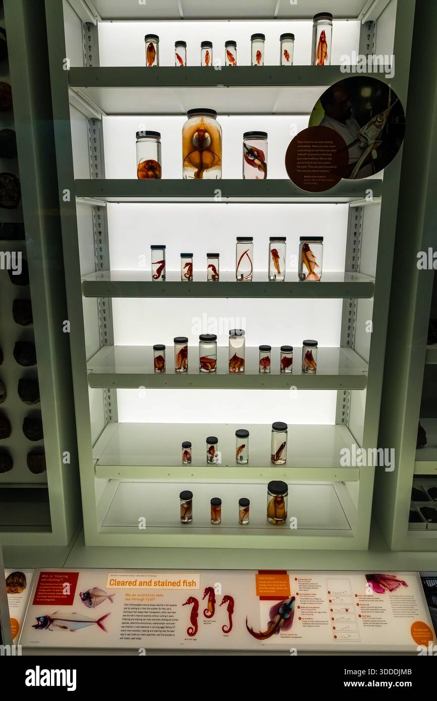 Glasgläser zeigen konservierte Fisch- und Pflanzenproben in roter Flüssigkeit auf weißem Hintergrund; perfekt für Biologieunterricht, Laborforschung, Museen und Medizin Stockfoto