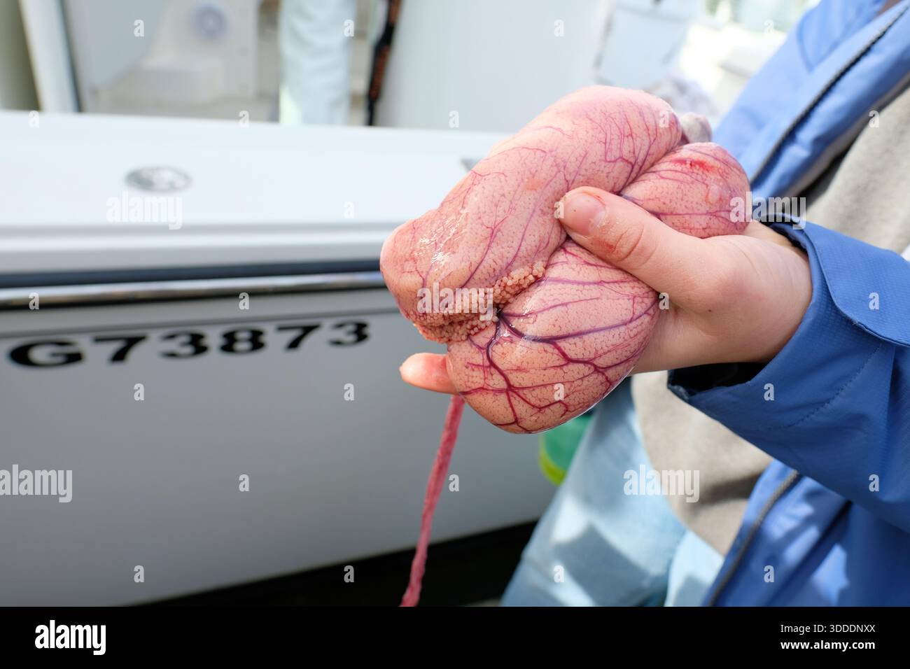 Fischeiersack aus einem Lingcod in der Monterey Bay, nahe Moss Landing in der Bucht von Nordkalifornien; Sportfischen im Pazifischen Ozean. Stockfoto