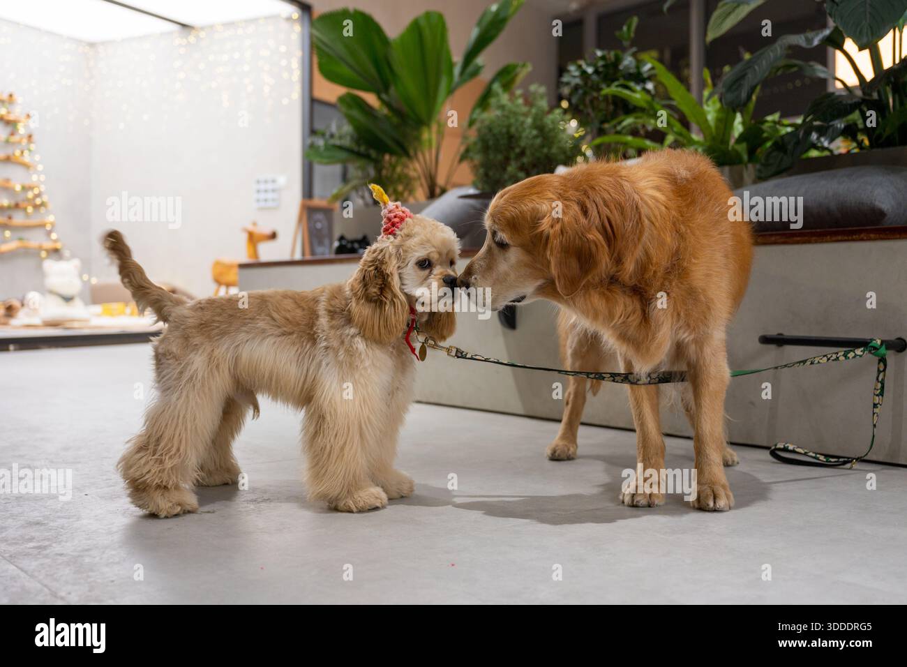Cocker Spaniel und Golden Retriever Stockfoto