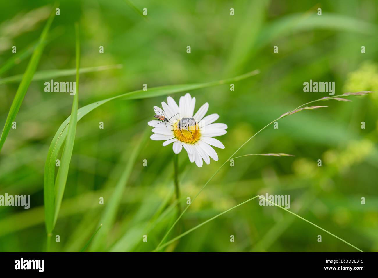 Eine atemberaubend schöne Gänseblümchenblume begleitet von einem Insekten, alle umgeben von lebendigem grünem Laub Stockfoto