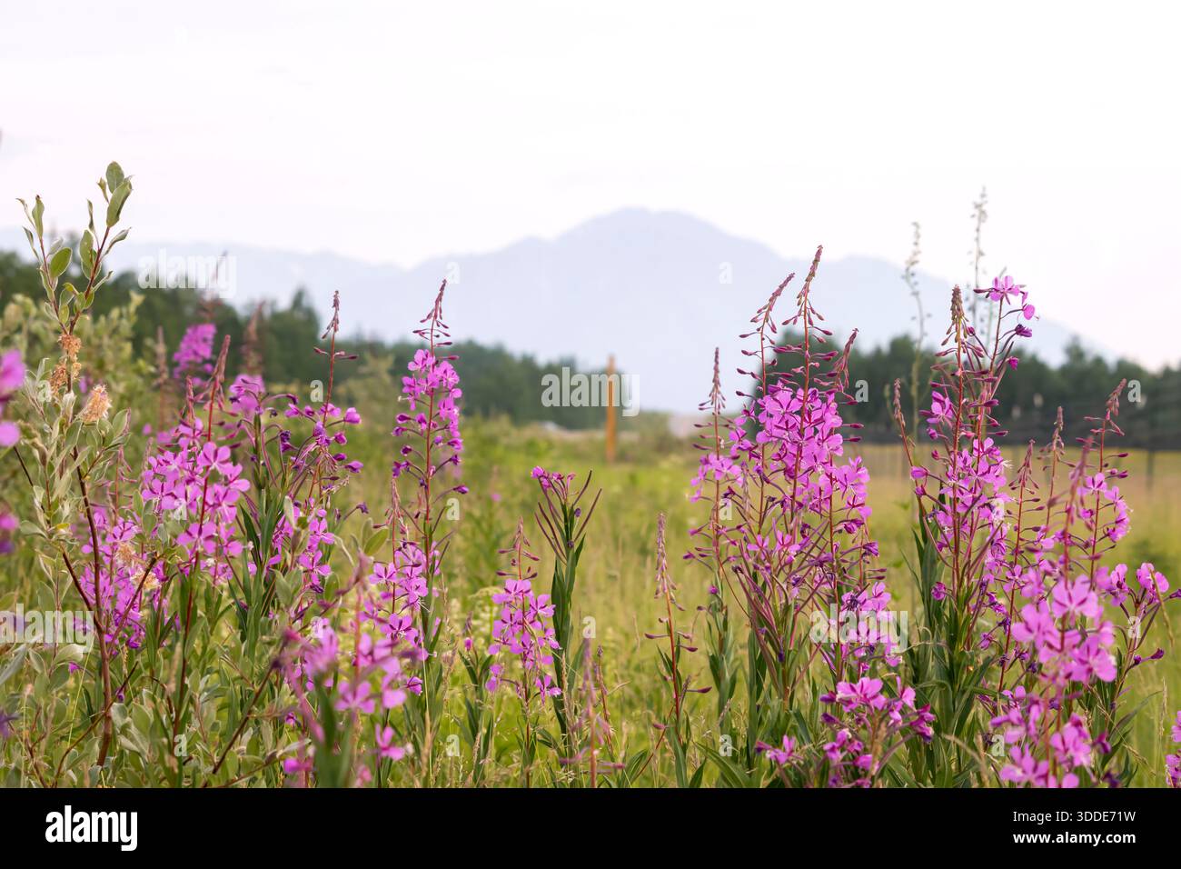 Feuerweed auf einem Feld mit einem Berg im Hintergrund an einem trüben Sommerabend im Inneren Alaskas. Stockfoto
