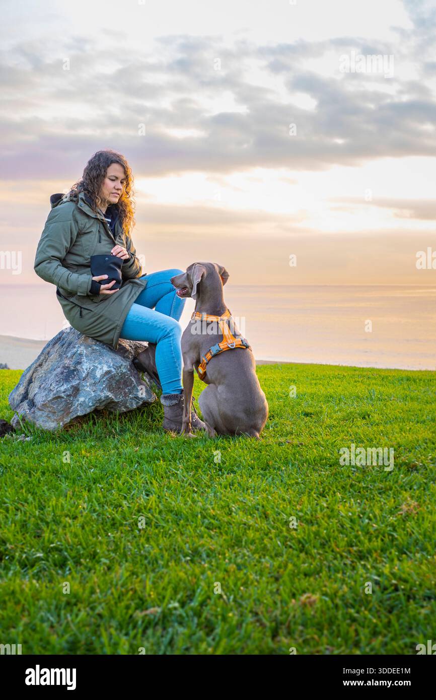 Weimaranerhund sitzt vor seinem Besitzer auf Einem grünen Hügel, Gehorsamstraining während der Goldenen Stunde Stockfoto
