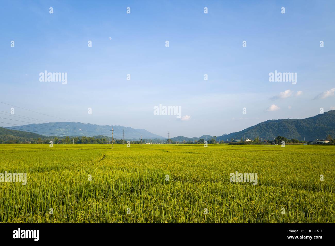 Ausgedehnte grüne Reisfelder erstrecken sich in Dien Bien, Vietnam, zu niedrigen Bergen unter einem klaren blauen Himmel, mit sanftem Sonnenlicht und verstreuten Wolken, die eine ruhige ländliche Szene schaffen. Stockfoto