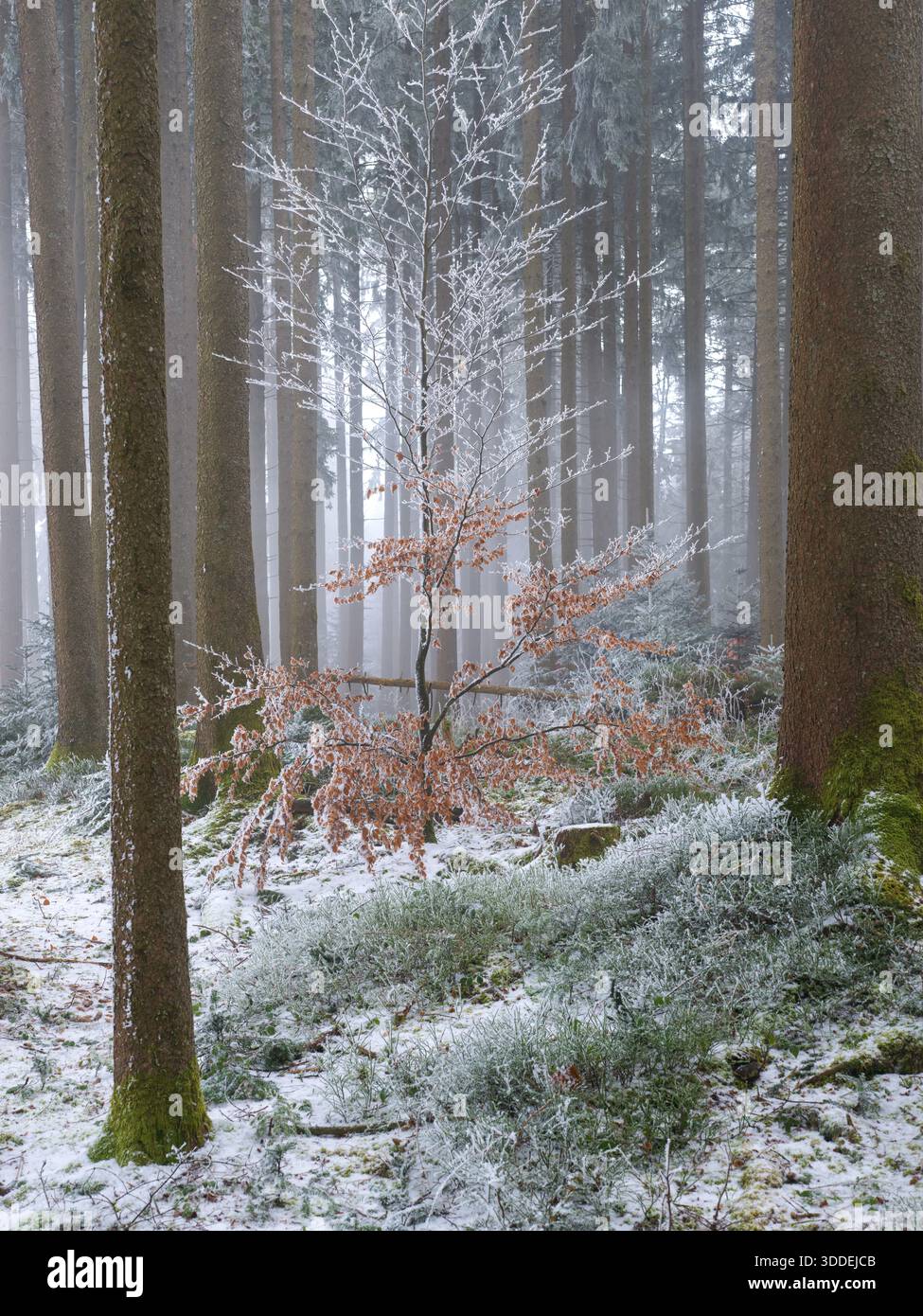 Nebelige Waldlandschaft. Ultrahochauflösende Aufnahmen im Mittelformat mit 100 Megapixeln auf Hasselblad X2D II 100C.außergewöhnliche Details für erstklassige Großausdrucke. Stockfoto