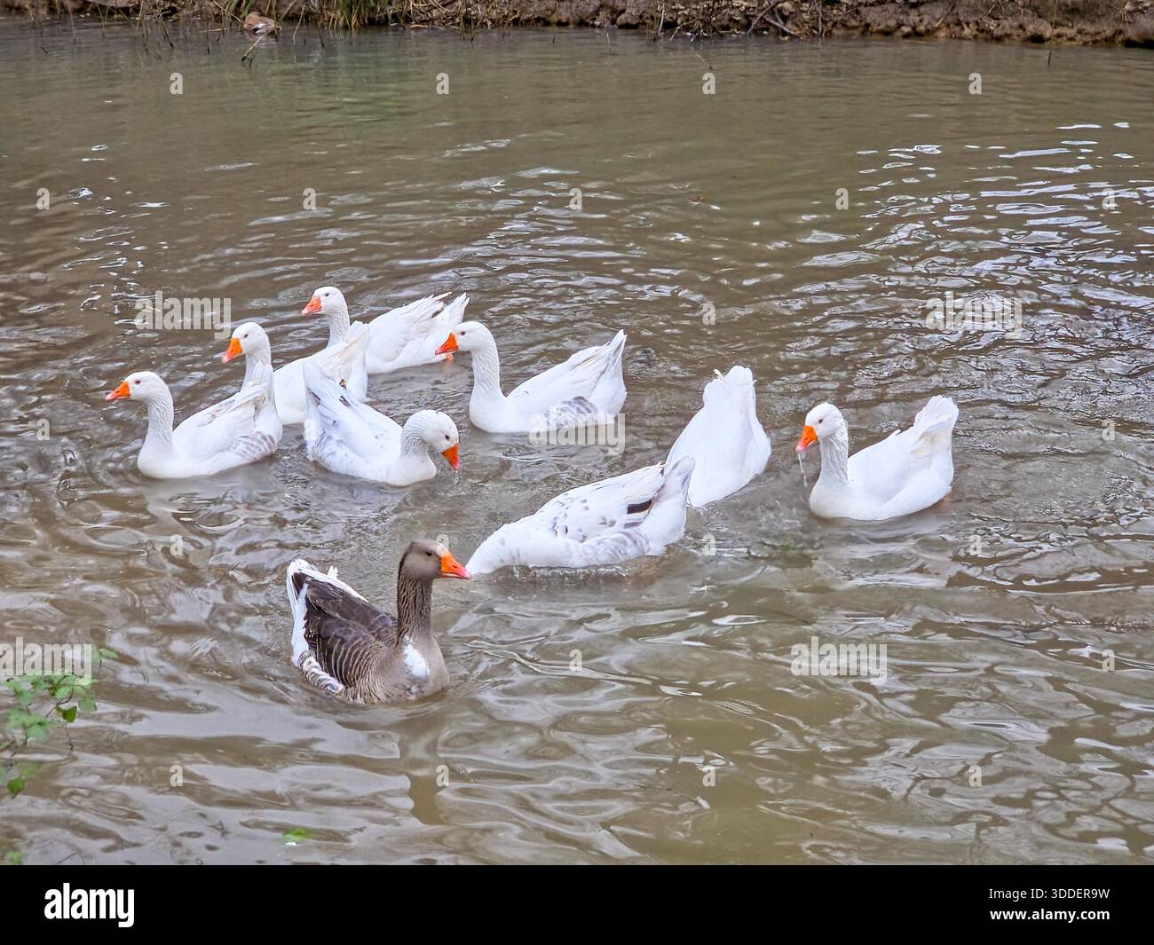 Weiße Gänse und Greylag-Gänse schwimmen am Teich in Cotswolds, Großbritannien Stockfoto