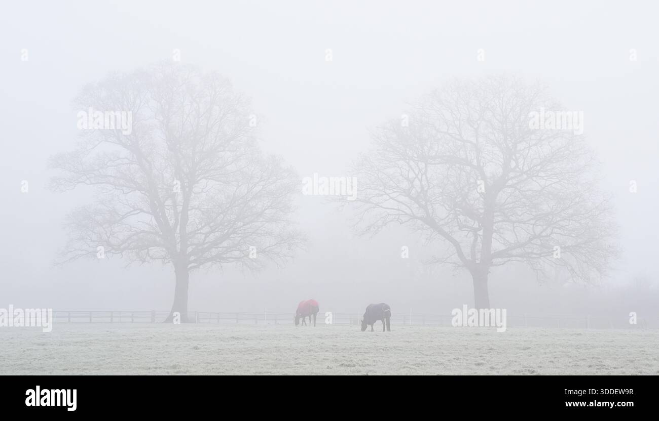 Pferde, die Decken tragen, käuen auf einem Feld in Touchen End, Berkshire. Silvesterfreunde sollen zusätzliche Schichten tragen, wenn sie Feuerwerke im ganzen Land anschauen, da kalte Temperaturen vorhergesagt werden. Mit Beginn des Jahres 2026 werden die Temperaturen weiter sinken, wobei Schnee- und Sturmwinde den Norden des Landes anfeuern. Bilddatum: Mittwoch, 31. Dezember 2025. Stockfoto