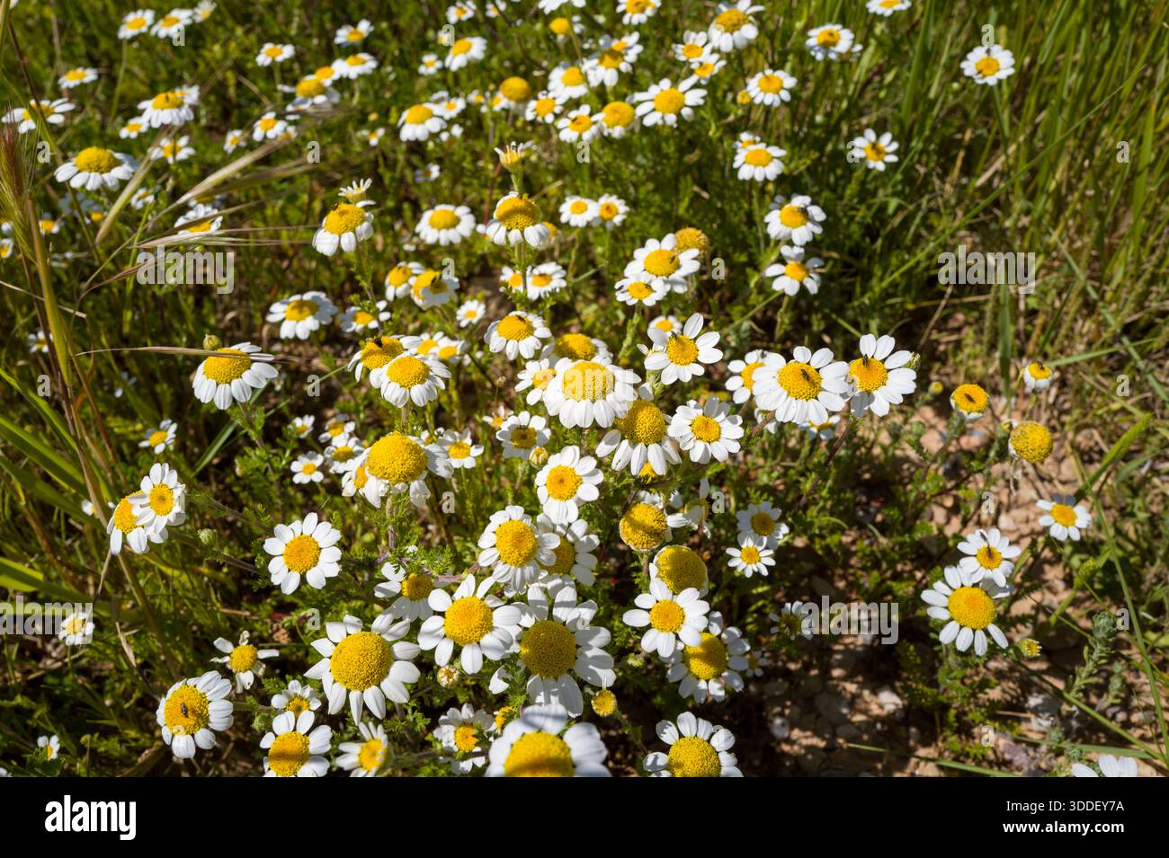 Eine Gruppe blühender Kamillenblüten mit weißen Blüten und gelben Zentren wächst zwischen grünen Gräsern auf einer sonnendurchfluteten Wiese in der Nähe von Bierge, Spanien. Die Nahaufnahme hebt natürliche Texturen und lebhafte Frühlingsfarben hervor. Stockfoto