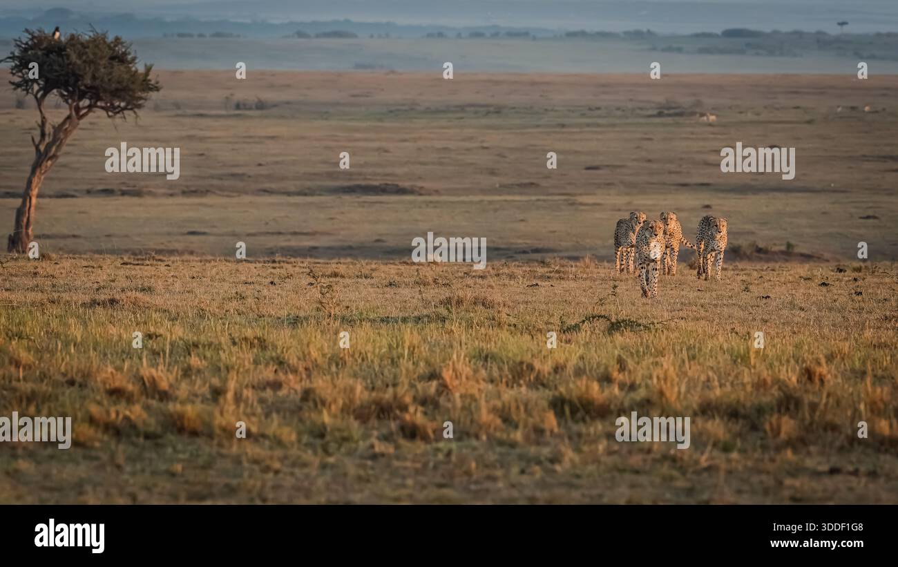 Afrika hat erstaunliche Landschaften Stockfoto