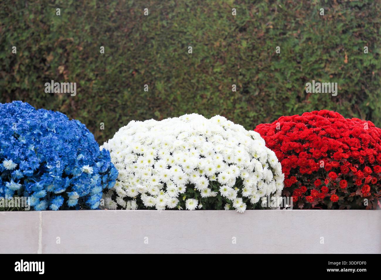 Blaue, weiße und rote Chrysantheme in Frankreich Stockfoto