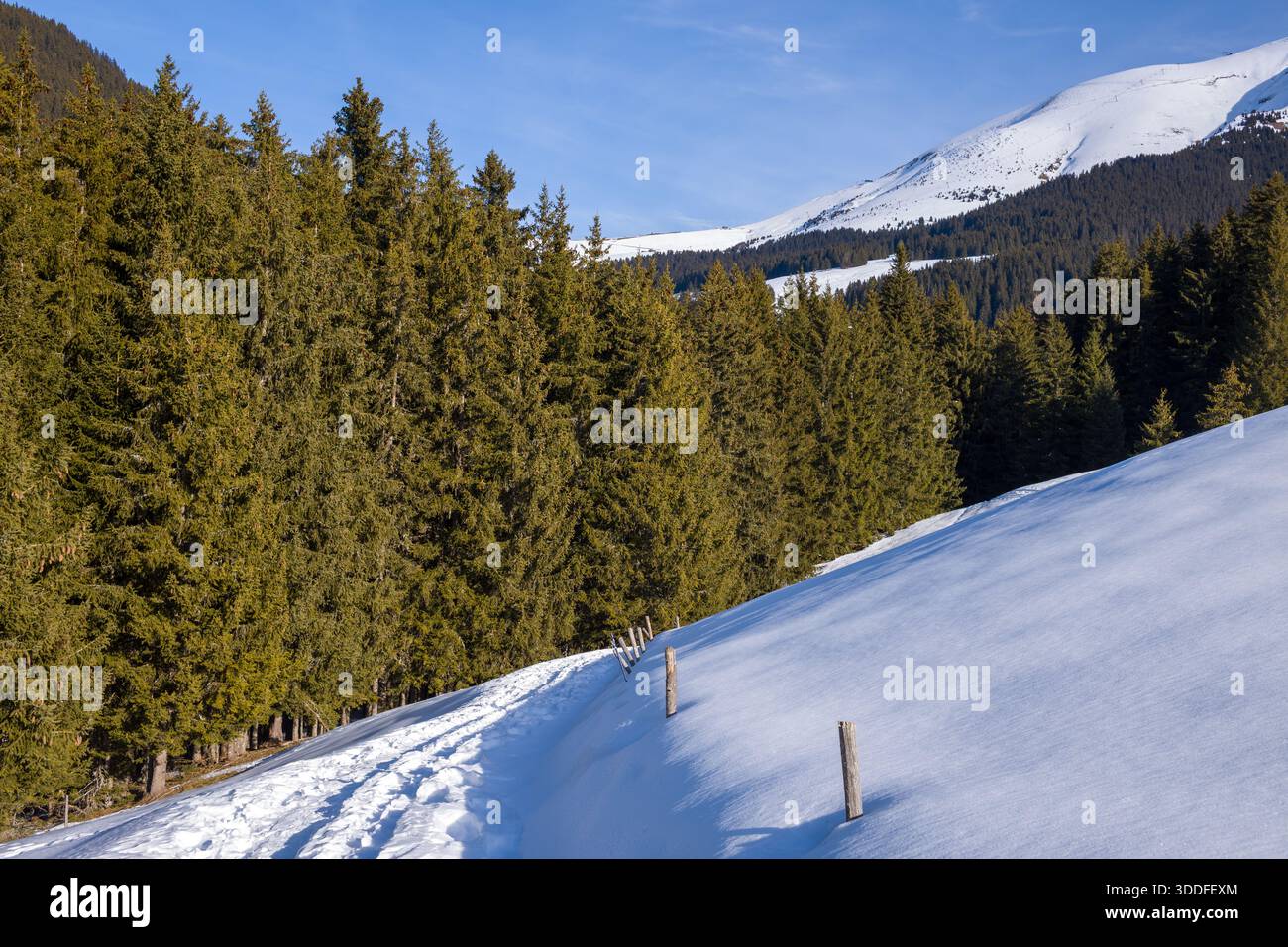 Fußabdrücke markieren einen schmalen, schneebedeckten Pfad, der entlang eines Hügels neben einem dicken immergrünen Wald verläuft, mit weit entfernten Berggipfeln unter einem klaren blauen Himmel. Helles Sonnenlicht und klare Schatten sorgen für eine friedliche Winterszene. Stockfoto