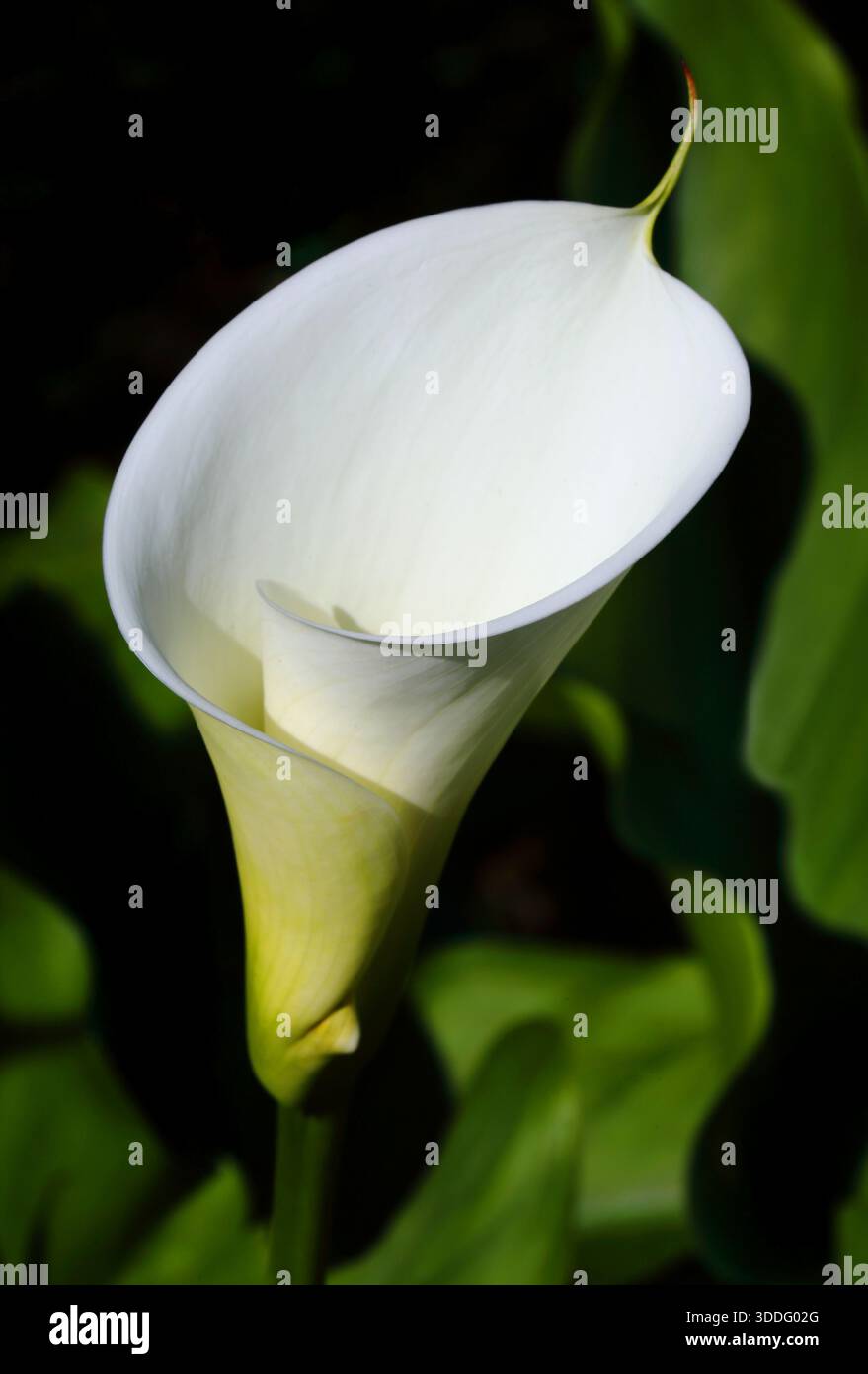 Weiß, Calla Lily vor einem natürlichen Hintergrund. Zantedeschia aethiopica. Selektiver oberflächlicher Fokus auf Spadix. Stockfoto