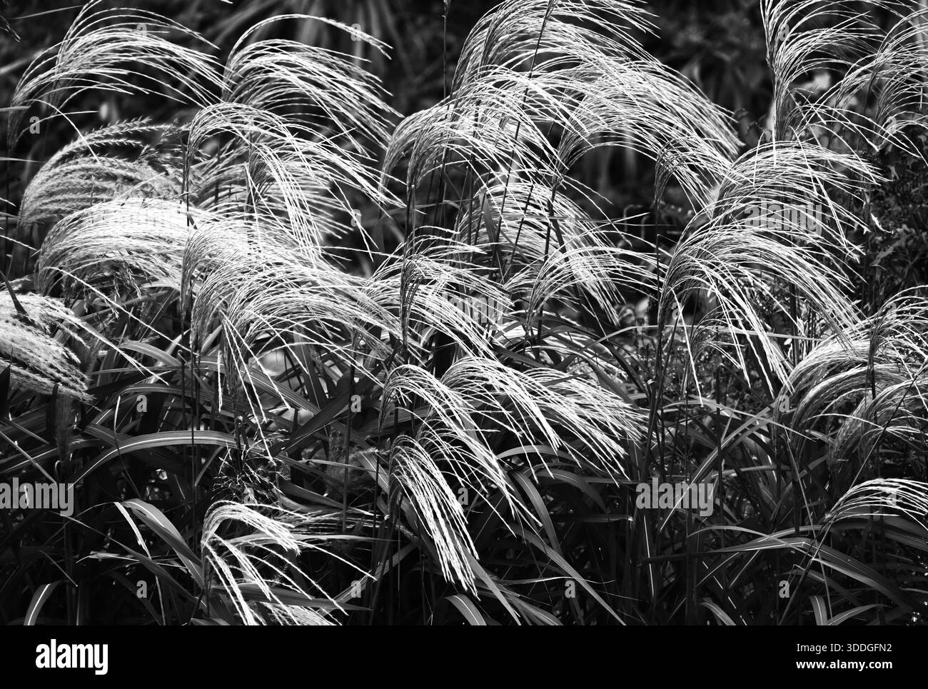 Japanisches Pampas-Gras ist ein Symbol des Herbstes in Japan und sein silbriges Aussehen, das sich im Wind bewegt, ist sehr schön. Stockfoto
