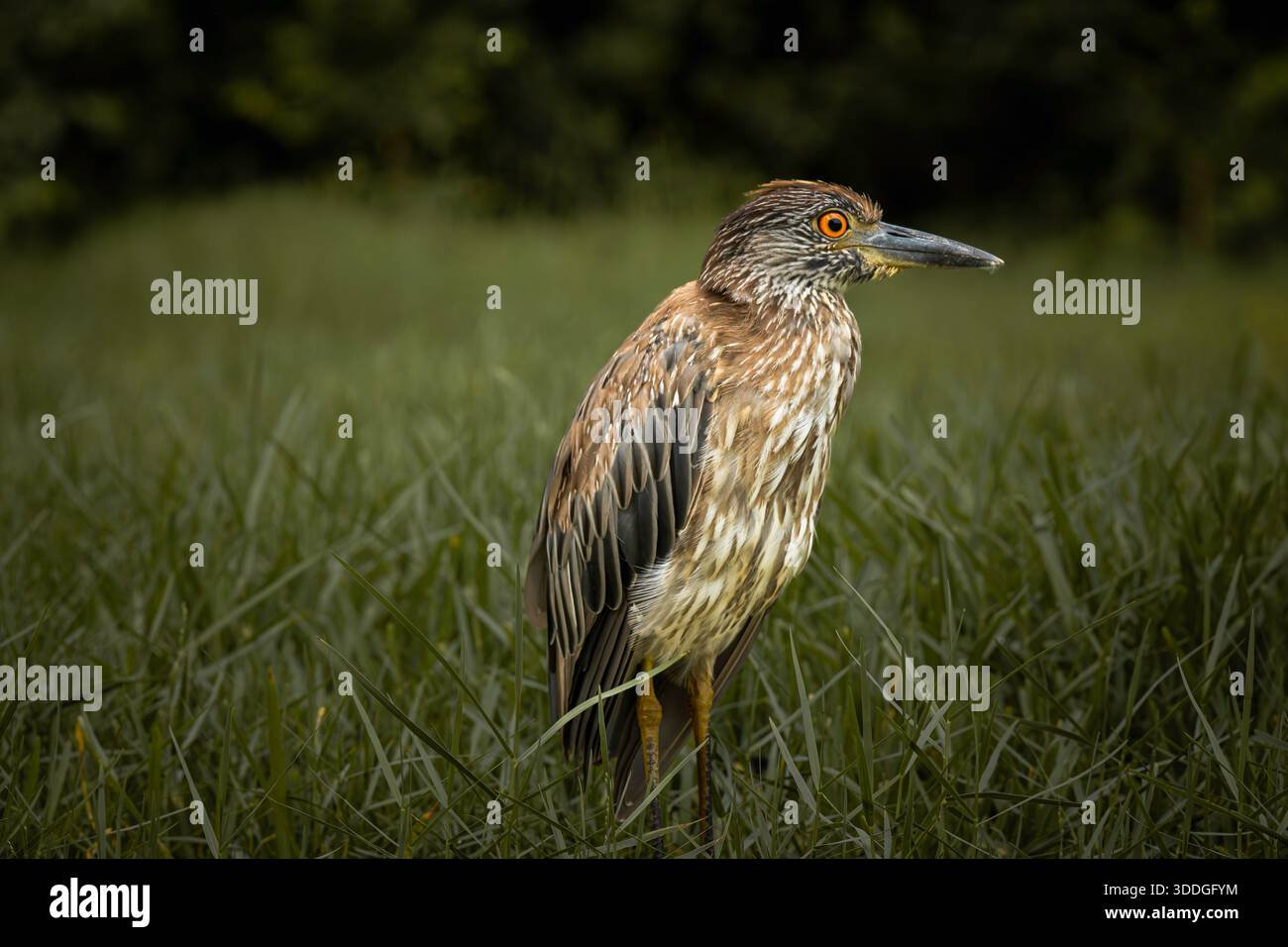 Junger Schwarzgekrönter Nachtreiher, der im Gras steht Stockfoto