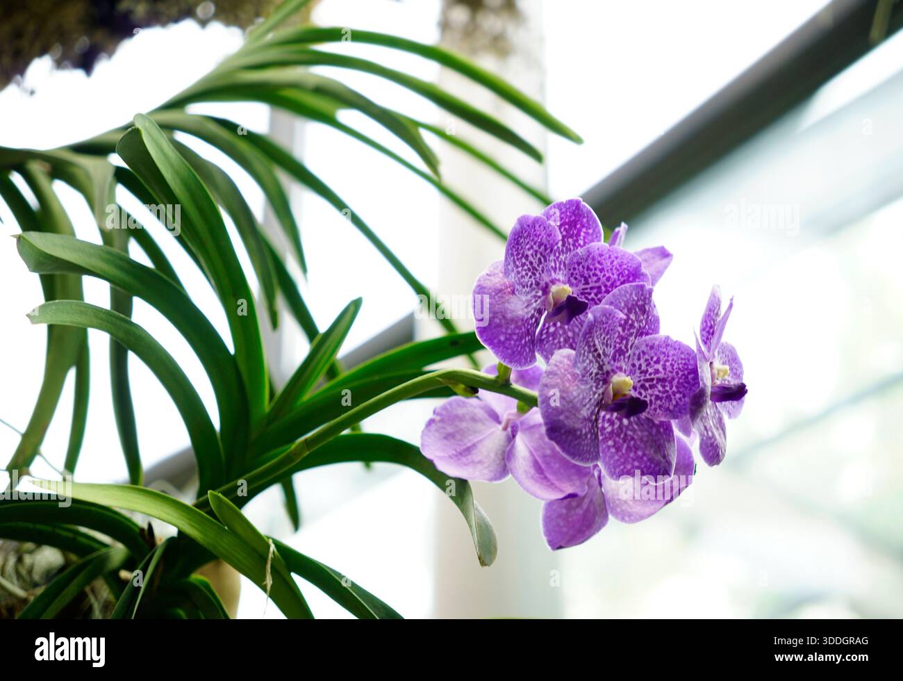 Lila Vanda Orchideen blühender Zweig auf weißem Hintergrund Stockfoto