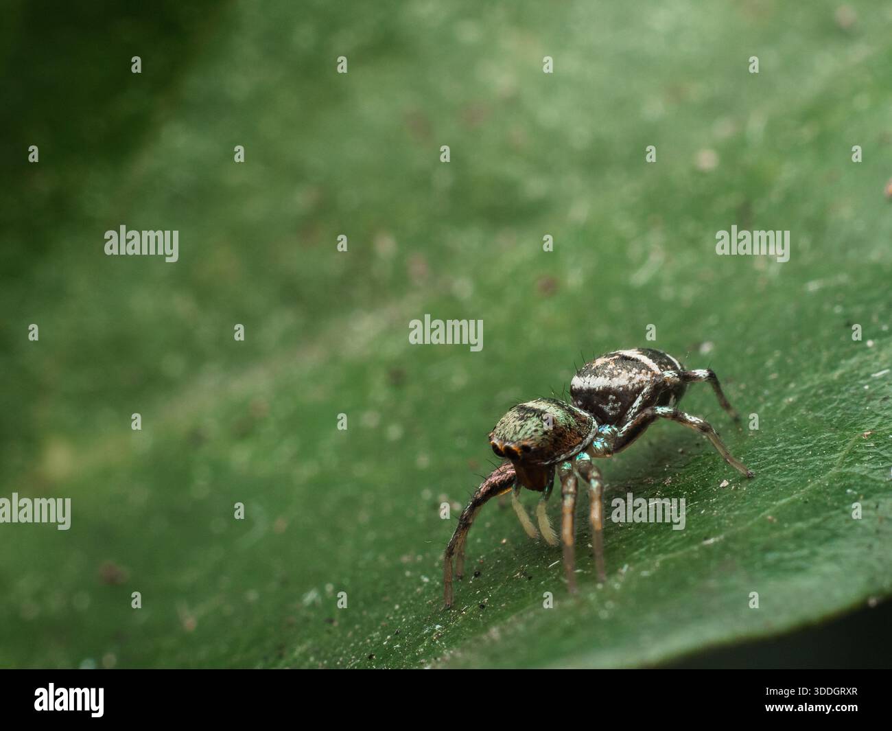 Makro-Nahaufnahme einer springenden Spinne (Salticidae) auf einem grünen Blatt mit selektiver Schärfentiefe und weichem natürlichem Hintergrund. Stockfoto