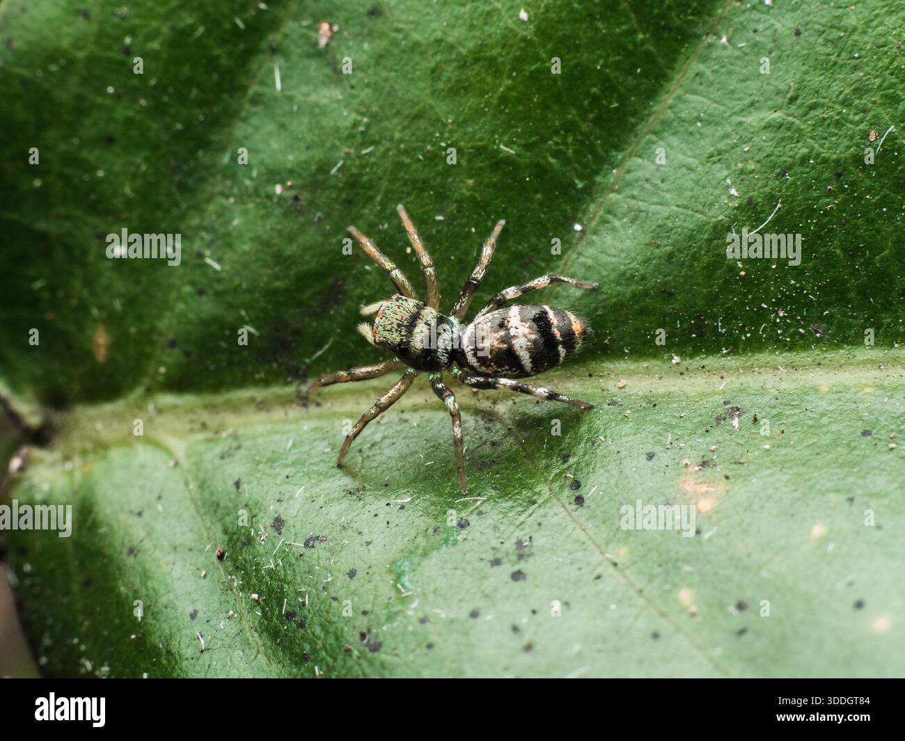 Makro-Nahaufnahme einer springenden Spinne (Salticidae) auf einem grünen Blatt mit selektiver Schärfentiefe und weichem natürlichem Hintergrund. Stockfoto