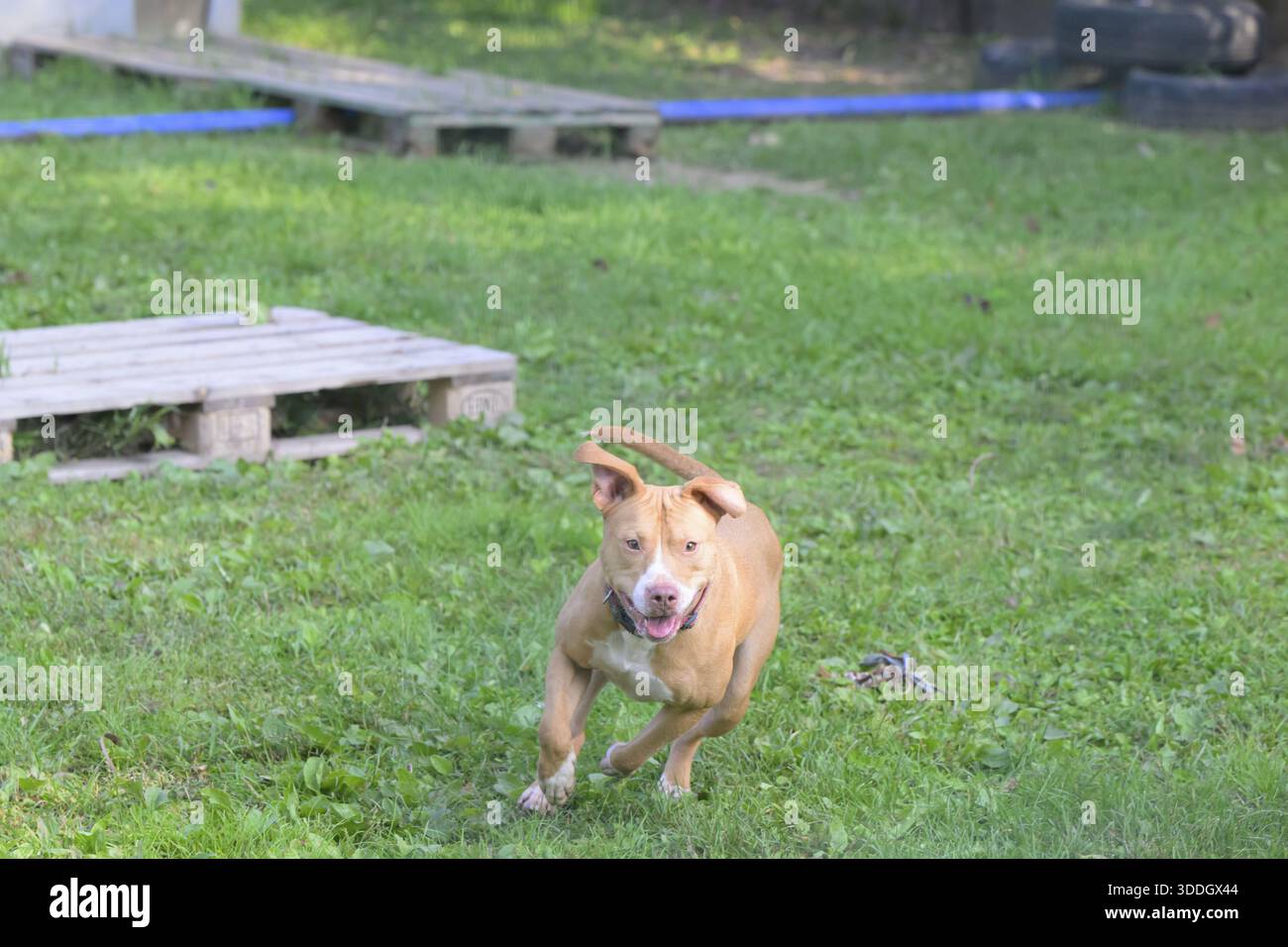 Ein hellbrauner Hund, der spielerisch über das Gras läuft und Aufregung zeigt, Italien Stockfoto