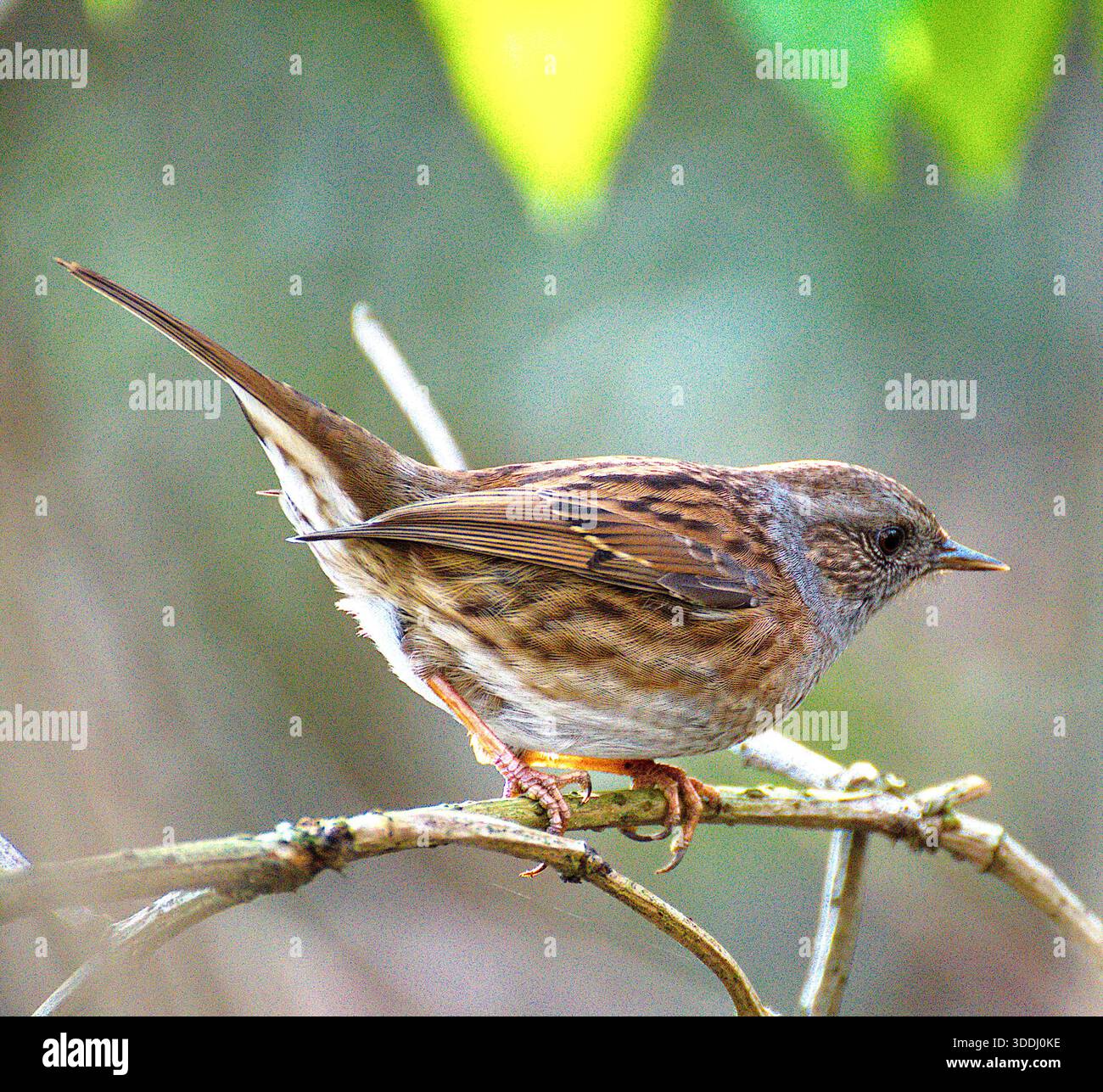 Ein Dunnock in einem Winterwald in Lincolnshire Stockfoto