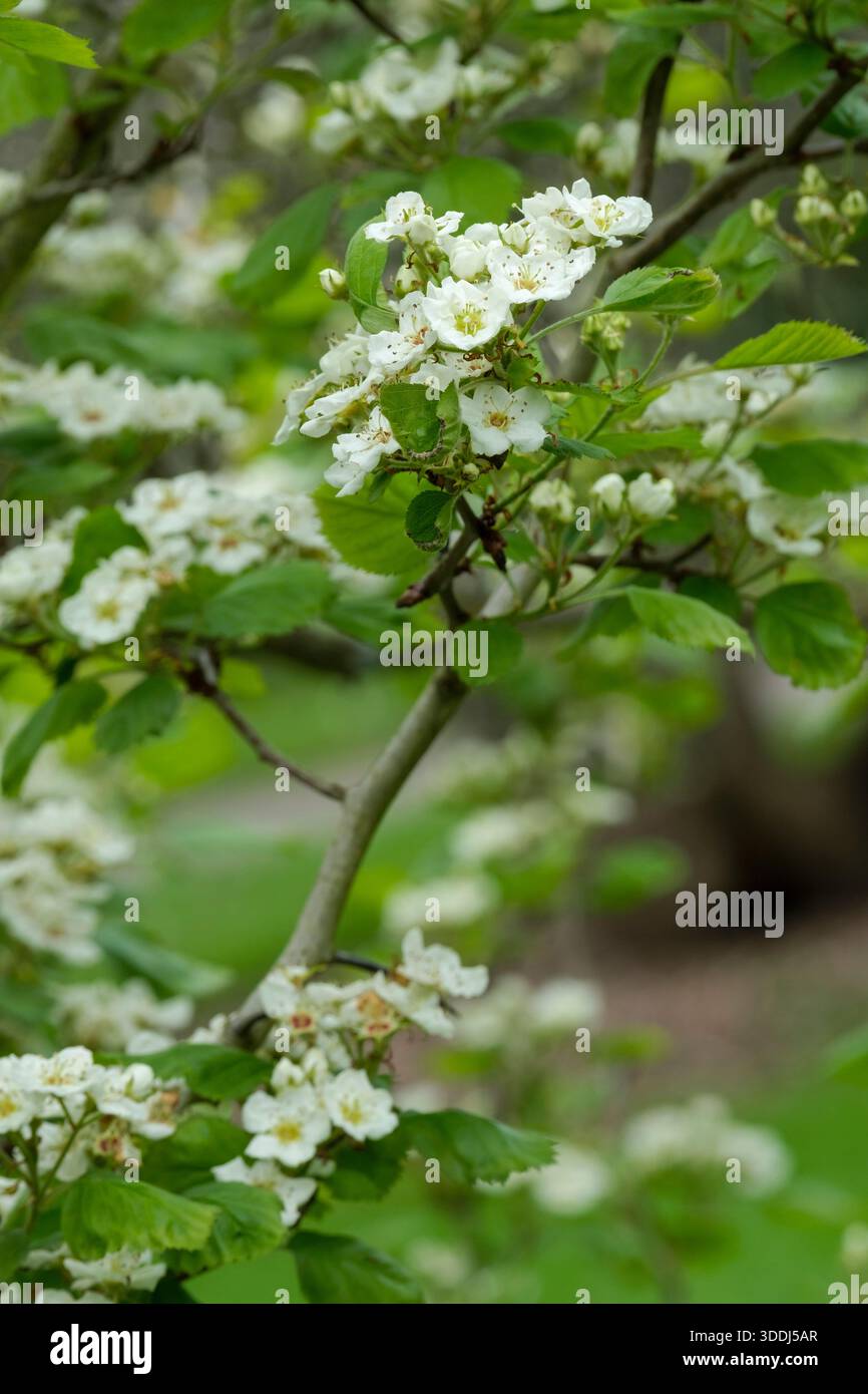 Crataegus mollis, falscher Weißdorn, roter Weißdorn, weiße Blüten im späten Frühjahr Stockfoto