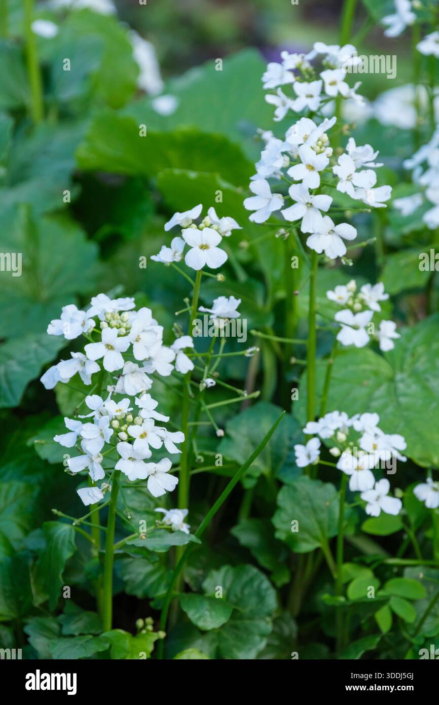 Pachyphragma macrophyllum, großblättriges Pachyphragma, kleine weiße Blüten im Frühjahr, Stockfoto