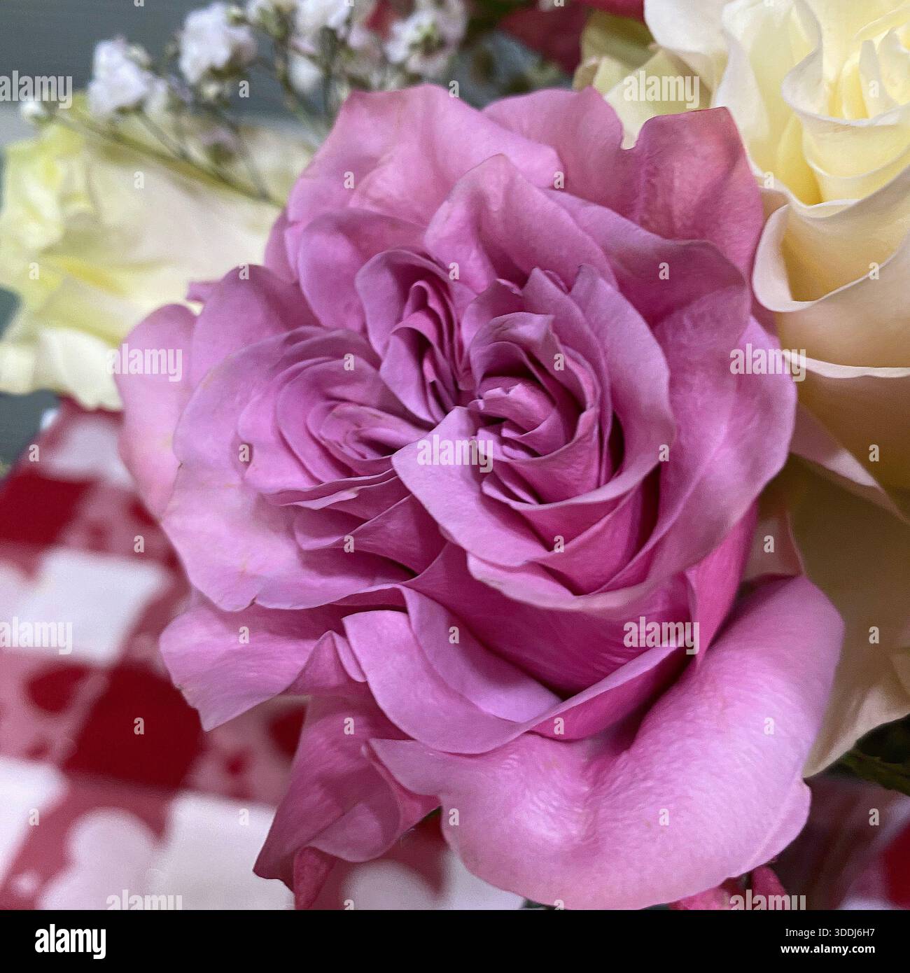 Nahaufnahme einer rosafarbenen Rose mit sich lockenden Blüten mit verschwommenem Hintergrund - Smartphone-aufgenommenes Stockfoto