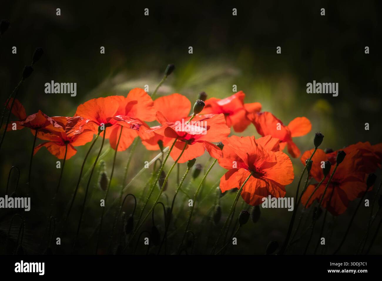 Wilder roter Mohn Papaver rhoeas, auch bekannt als der Maismohn, der in den andalusischen Bergen in Spanien wächst. April 2025 Stockfoto