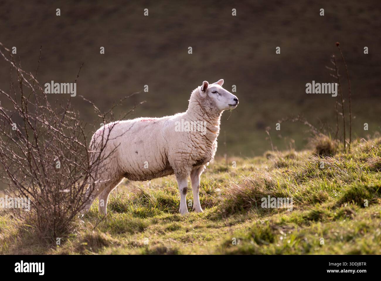 Brighton, 1. Januar 2026: North Country Cheviot Sheep auf Wolstonbury Hill Stockfoto