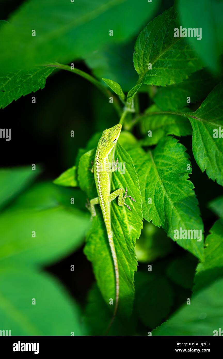 Grüne Eidechse auf einem grünen Blatt in Key Biscayne (vertikales Format) Stockfoto