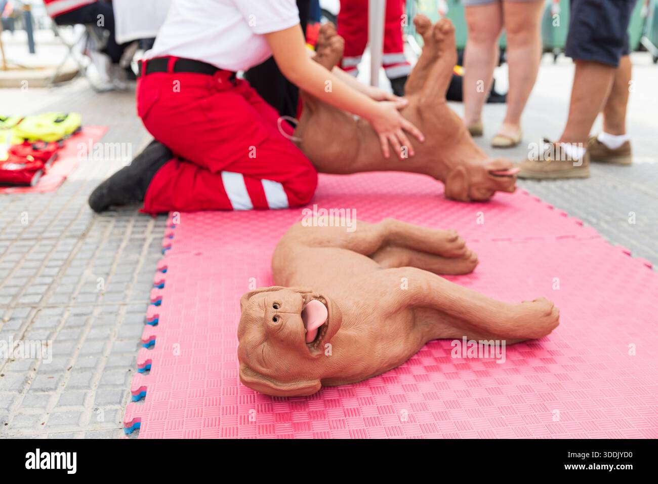 Professionelle erste-Hilfe-Trainer demonstrieren die grundlegenden PET-HLW- und Notfall-Reanimationstechniken an realistischen Hundeübungspuppen während einer Stockfoto