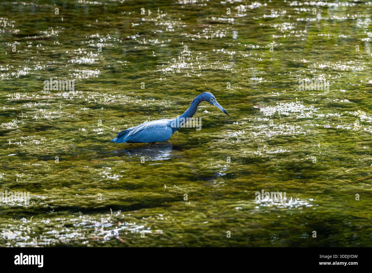 Blaureiher spazieren im flachen Wasser, auf der Suche nach Fischen zum Jagen, Quiet Garden, Crandon Park, Key Biscayne, Florida Stockfoto