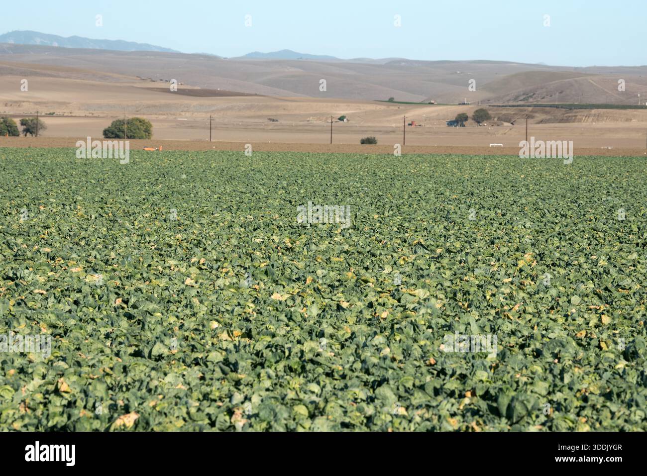 Kohl wächst auf einer Farm in der Nähe von King City, Kalifornien, USA. Stockfoto