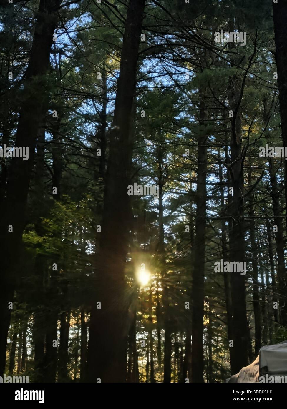 Sonne geküsst Bäume Stockfoto