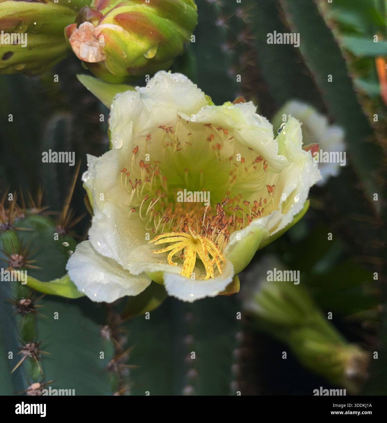 Gelbes Stigma (weiblicher Blumenteil, der Pollen von eintretenden Insekten fängt) der Kaktusblüte - Smartphone-aufgenommenes Stockfoto