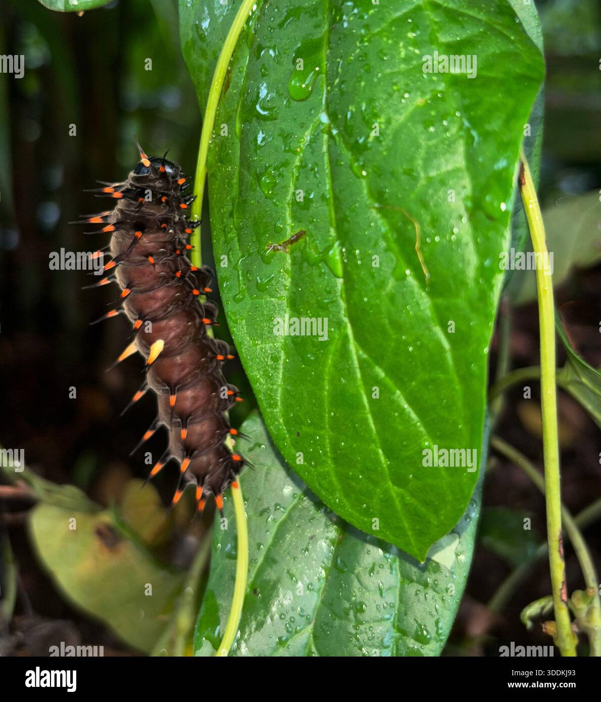 Späte raupe des Cairns Vogelschmetterlings (Ornithoptera euphorion) auf Wirtspflanze (Aristolochia tagala), Cairns, Queensland, Australien - Smartphone-aufgenommenes Stockfoto