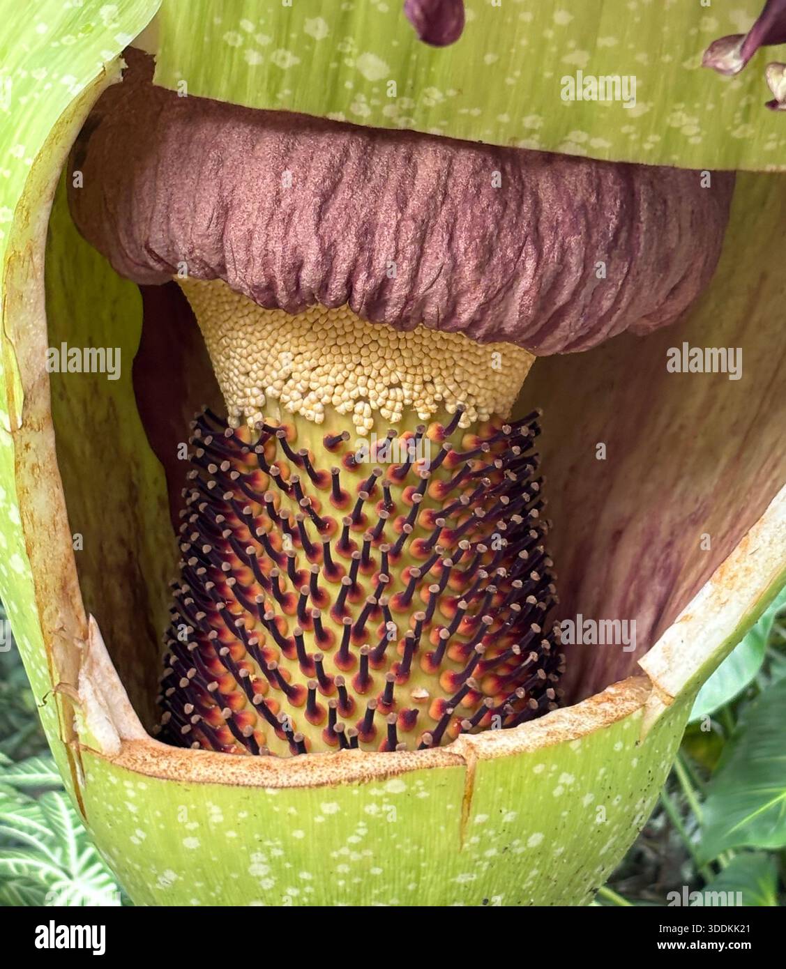 Eine Blüte aus Titan arum (Amorphophallus titanum), die aufgeschnitten wurde, um die männlichen (unteren) und weiblichen (höheren) Teile für Bestäubungsversuche freizulegen - Smartphone-aufgenommenes Stockfoto