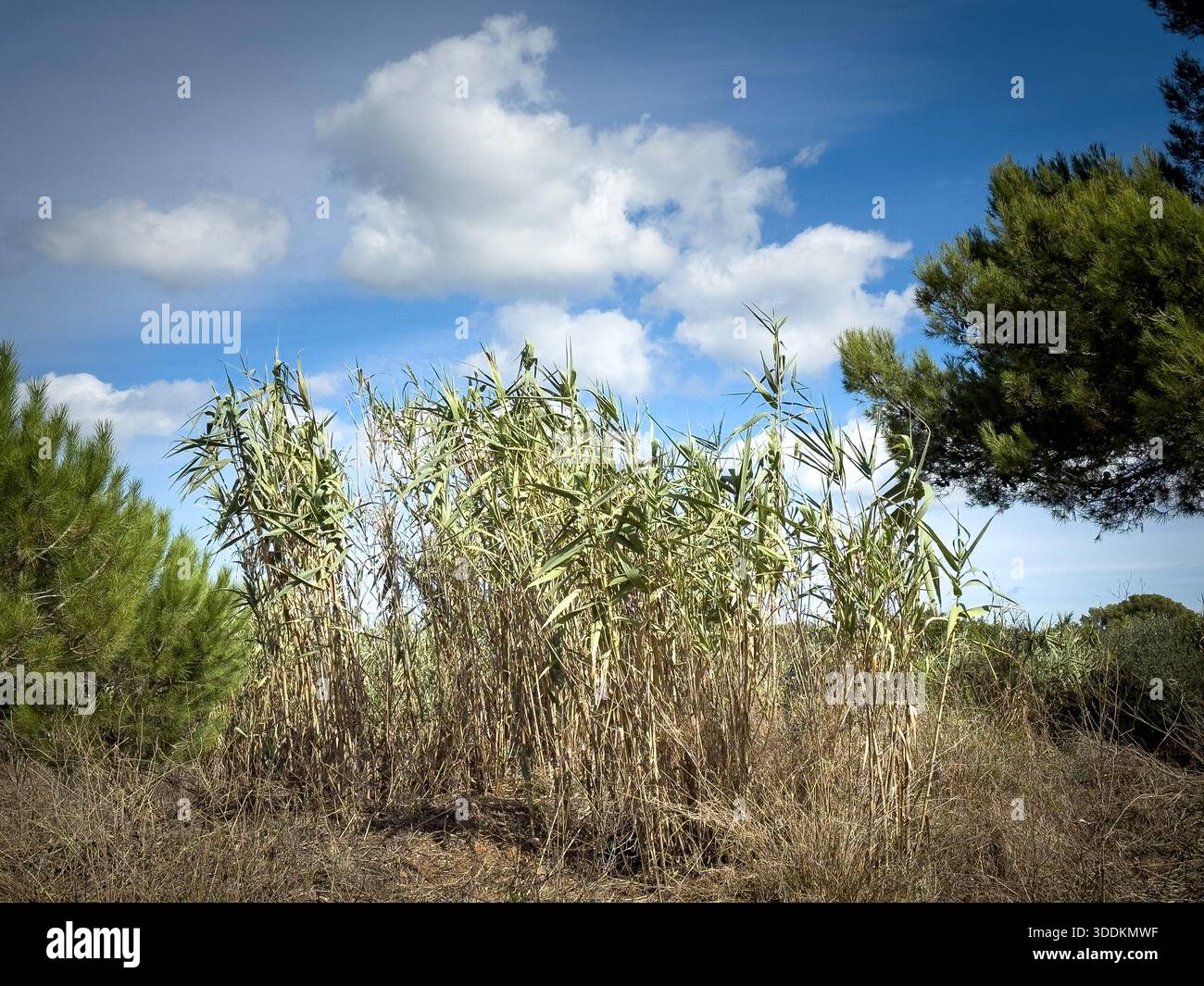 Ein Büschel von Riesen-Schilf (Arundo donax) wächst wild in einer Küstenregion des Mittelmeers. Die hohen, rohrartigen Pflanzen mit grünen Blättern reichen bis zu einem hellen bl Stockfoto